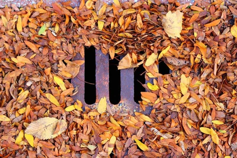 Drain cover with leaves Drain cover with leaves
